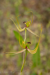 Caladenia attingens