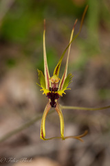 Caladenia attingens