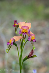 Diuris longifolia