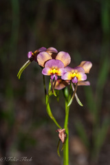 Diuris longifolia