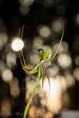 Caladenia attingens