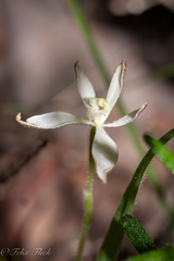 Caladenia marginata