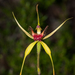 King Spider Orchid - Photo (c) Felix Fleck, some rights reserved (CC BY-NC), uploaded by Felix Fleck