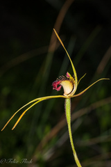 Caladenia pectinata