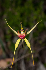 Caladenia pectinata