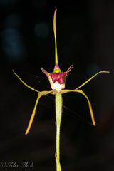 Caladenia pectinata