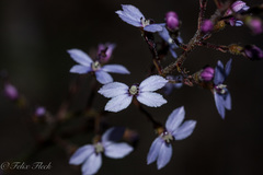 Stylidium violaceum