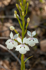 Isotoma hypocrateriformis