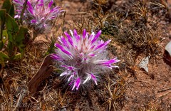 Ptilotus manglesii