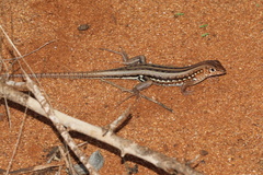Madagascar Girdled Lizard photo 2