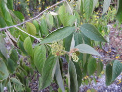 Callicarpa acuminata