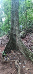 Carapa guianensis, photograph (c) fmunoz, some rights reserved (CC BY)