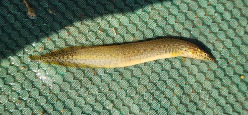 Barred spiny eel (Macrognathus pancalus) — Mastacembelidae