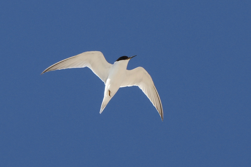 iNaturalist image