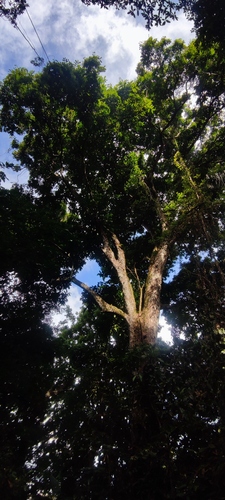 Carapa guianensis, photograph 1