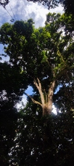 Carapa guianensis
