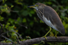 Indian Pond Heron photo 2