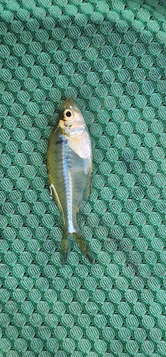 Elongate glass-perchlet (Chanda nama) — Ambassidae