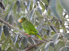Amazona xantholora