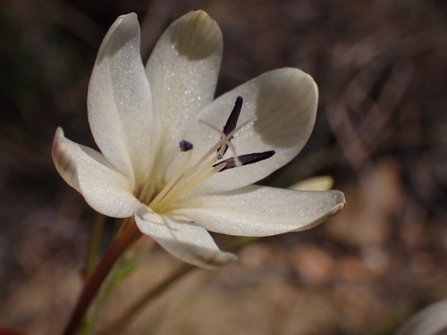 White Kleinkaroo Triton (Tritonia bakeri)
