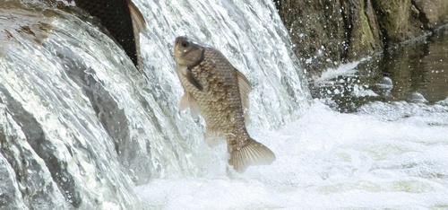 Giebel (Carassius gibelio) — Cyprinidae
