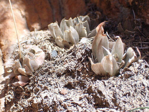 Glassrim Haworthia (Haworthia mucronata)
