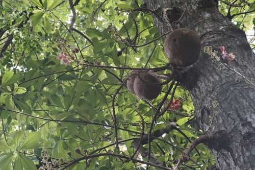 Couroupita guianensis