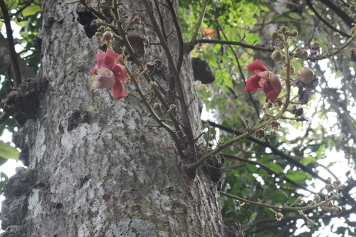 Couroupita guianensis