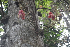 Cannonball Tree (Couroupita guianensis)