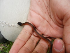 Crowned Graceful Brown Snake photo 3