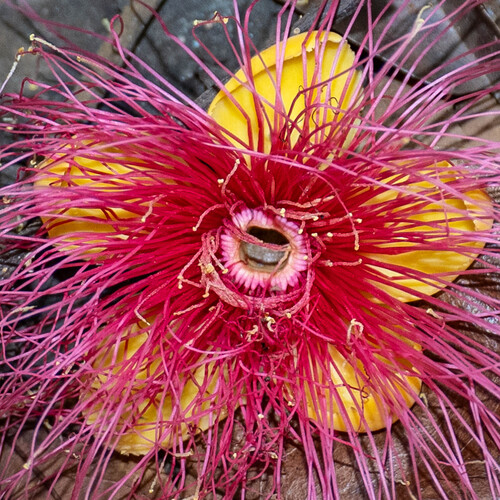 Caryocar glabrum, 2025-12-04