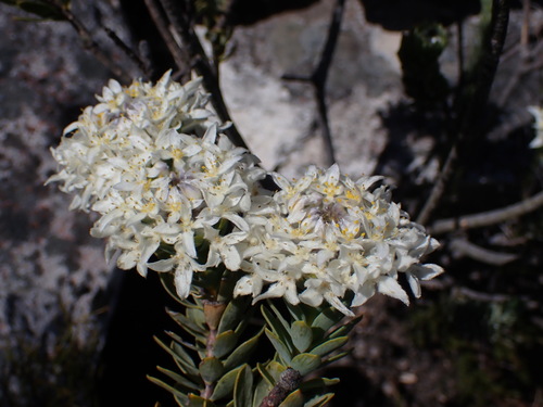 Pompous Stripper (Lachnaea pomposa)