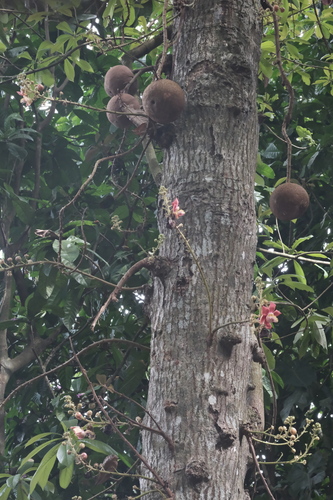 Couroupita guianensis