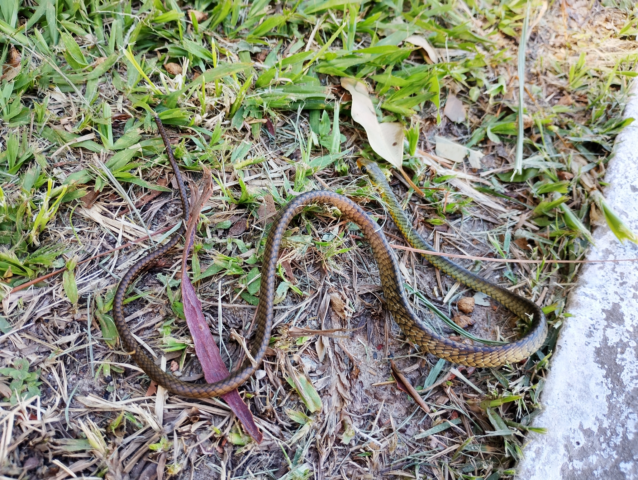 Chironius dracomaris