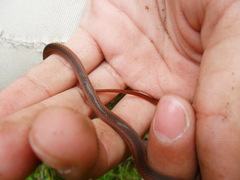 Crowned Graceful Brown Snake photo 4