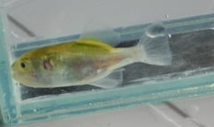 Greenbottle Pufferfish photo 2