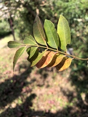 Tetradium glabrifolium