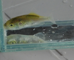 Greenbottle Pufferfish photo 4