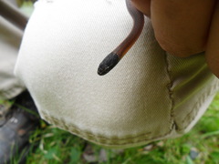 Crowned Graceful Brown Snake photo 5