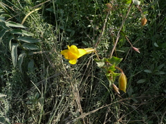 Erythranthe scouleri