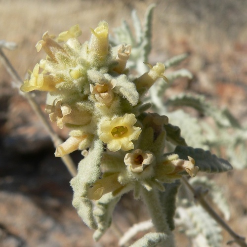 Utah butterflybush (Buddleja utahensis)