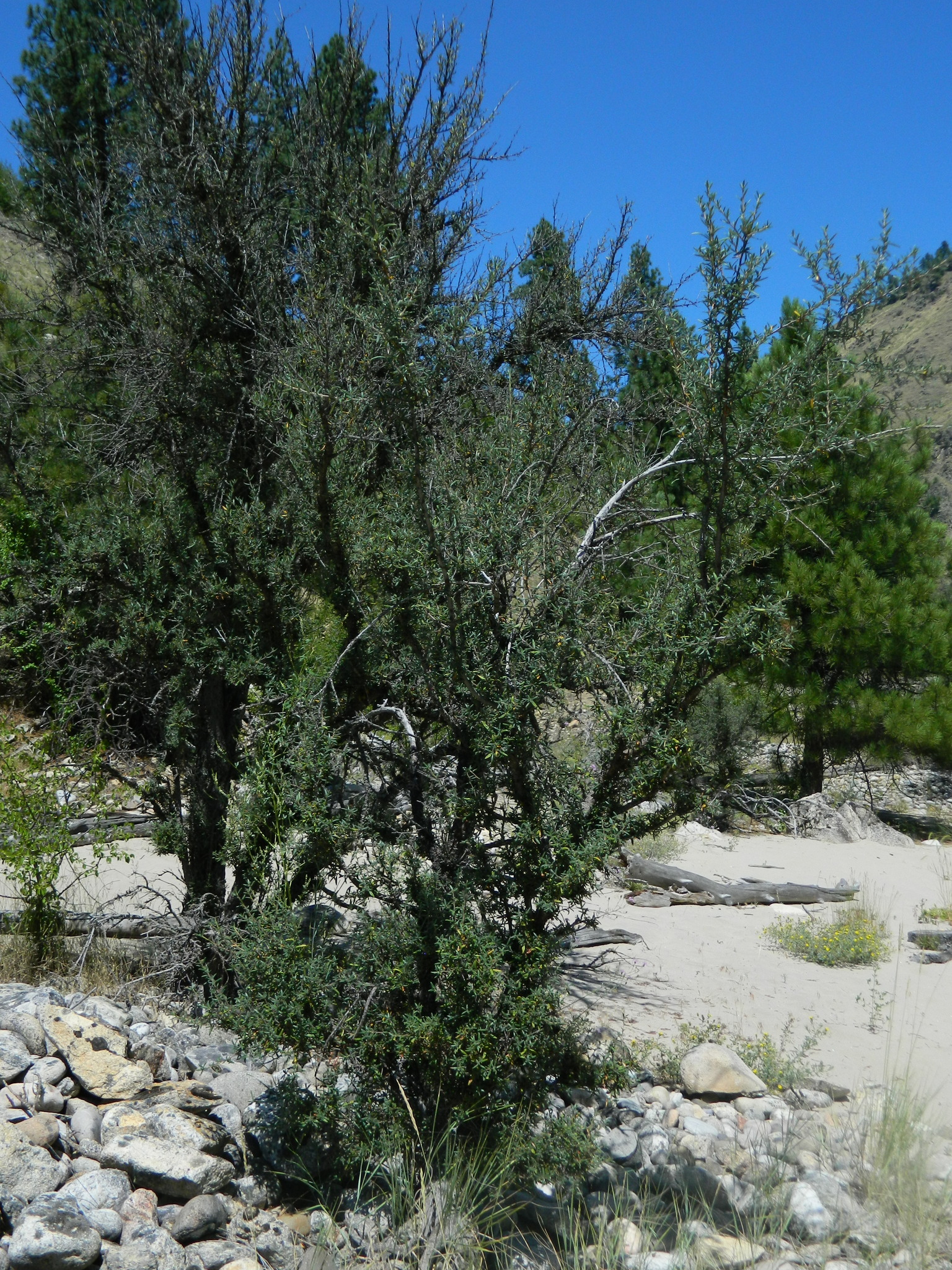 Cercocarpus ledifolius var. ledifolius