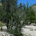 Cercocarpus ledifolius ledifolius - Photo (c) mhays, algunos derechos reservados (CC BY-NC), uploaded by mhays