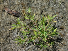 Dichanthelium scribnerianum