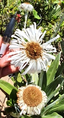 Celmisia semicordata