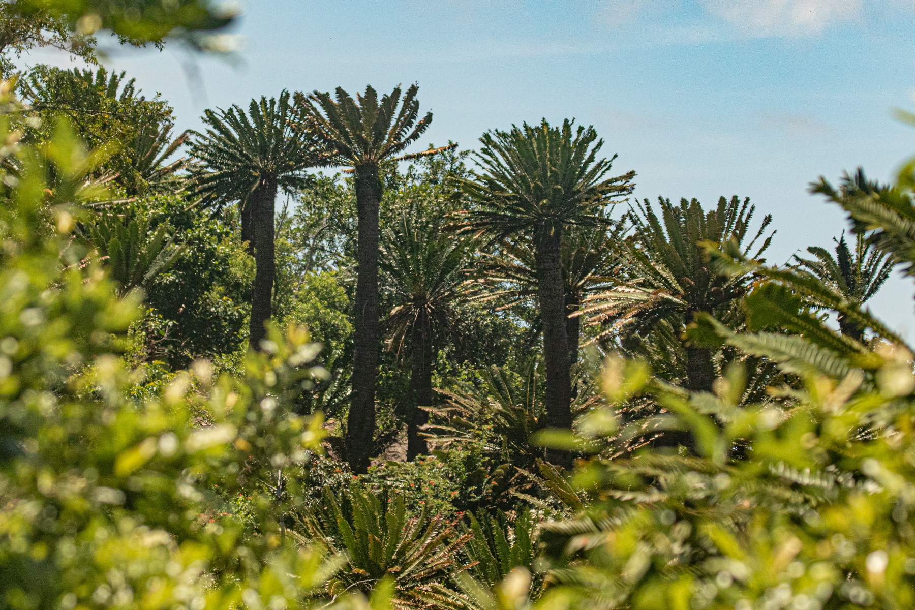 Encephalartos × evansianus 2