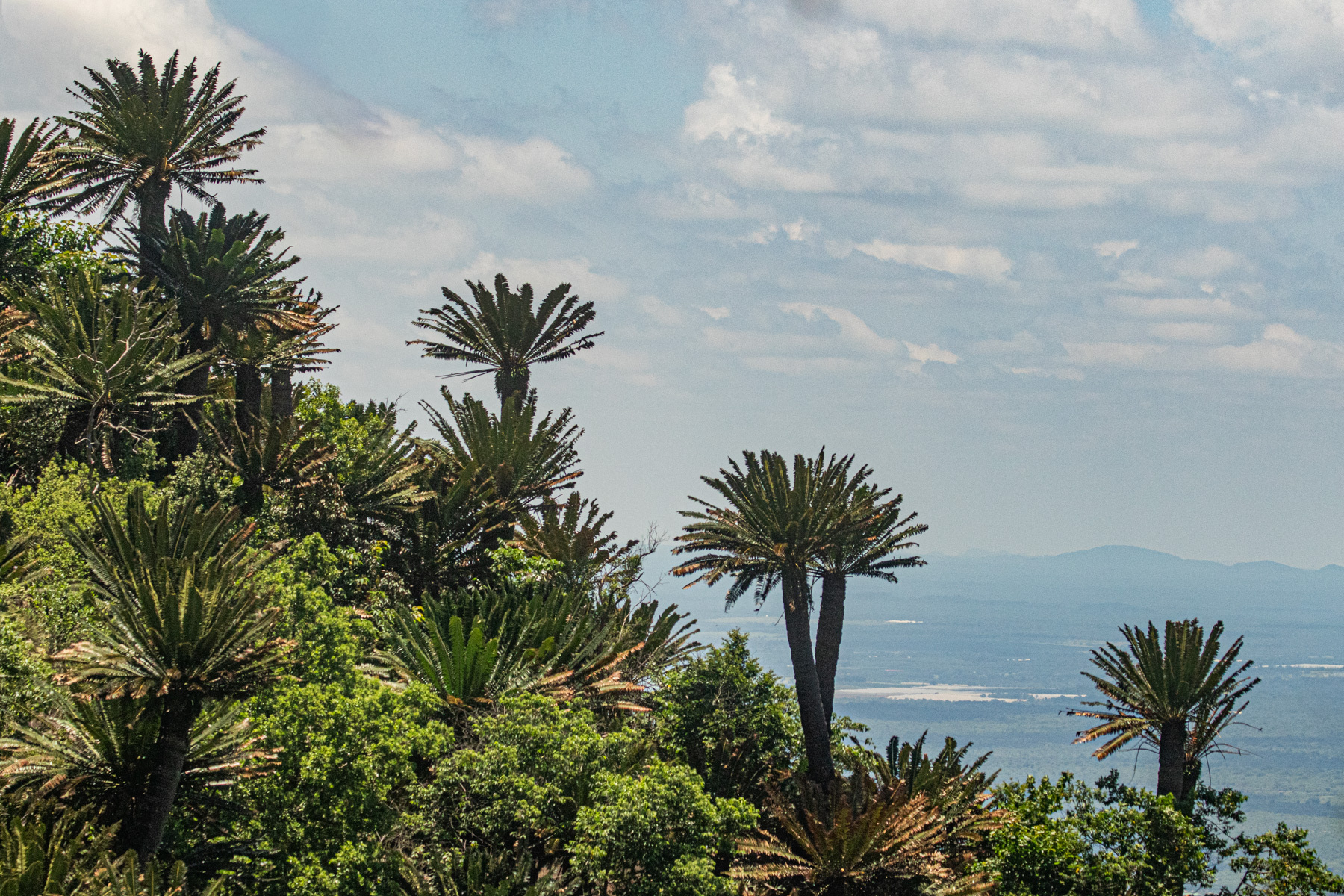 Encephalartos × evansianus 3