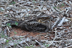Caprimulgus madagascariensis