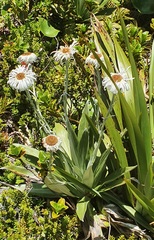 Celmisia semicordata