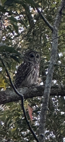 View observation of {o.common_name} on iNaturalist